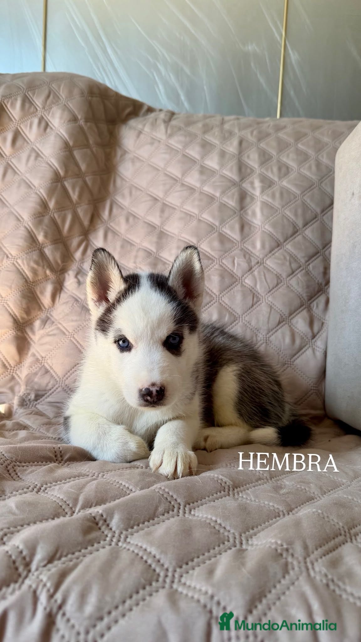 Husky Siberiano perros Disponibles Huskys Siberianos  - Anuncio 2