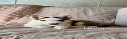 Husky Siberiano perros en venta: Disponibles Huskys Siberianos  - Anuncio 1