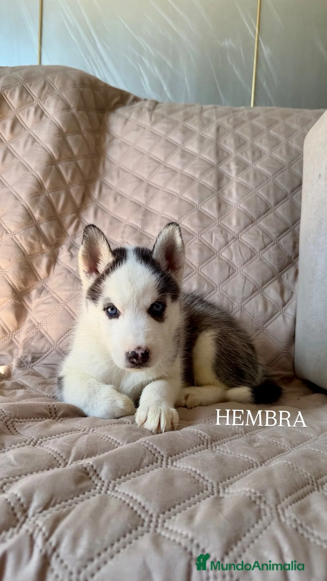 Husky Siberiano perros en venta: Disponibles Huskys Siberianos  - Anuncio 1