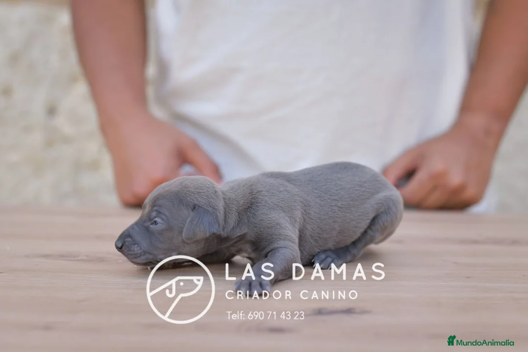 Pequeño Lebrel Italiano perros en venta: Galgo lebrel italiano - Anuncio 2