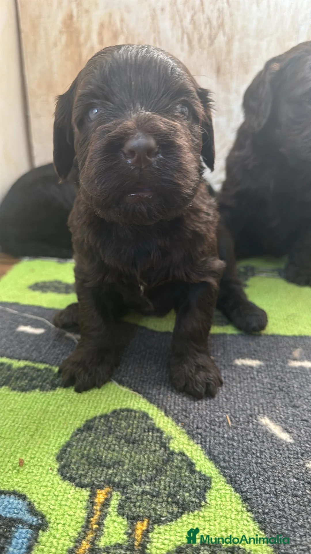 Labradoodle perros en venta: Preciosos cachorros F6 - Anuncio 1
