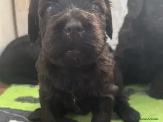 Labradoodle perros Preciosos cachorros F6 - Anuncio 1