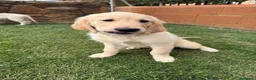 Golden Retriever perros en venta: Golden - Anuncio 2