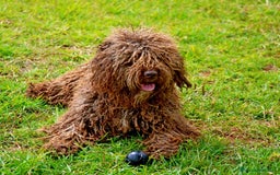 Perro de Agua Español perros en venta: Cachorro de perro de agua  - Imagen 5