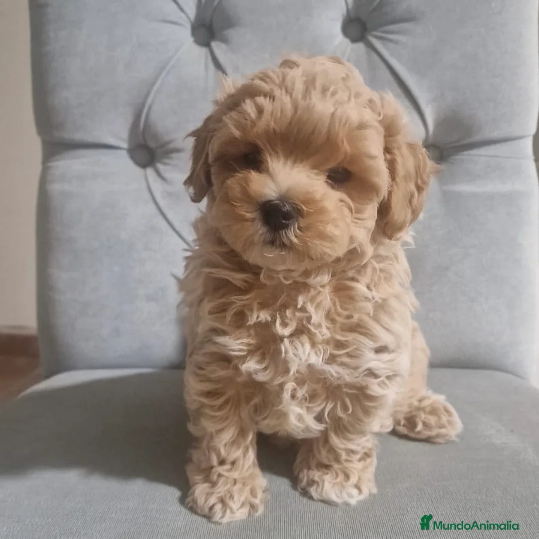 Maltipoo perros en venta: Maltipoo  - Anuncio 2