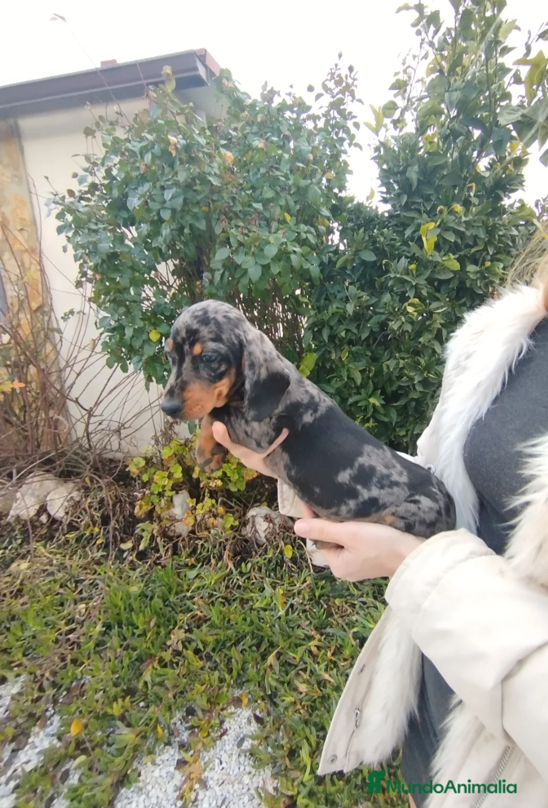 Teckel Miniatura perros en venta: Teckels kanichen  - Anuncio 3