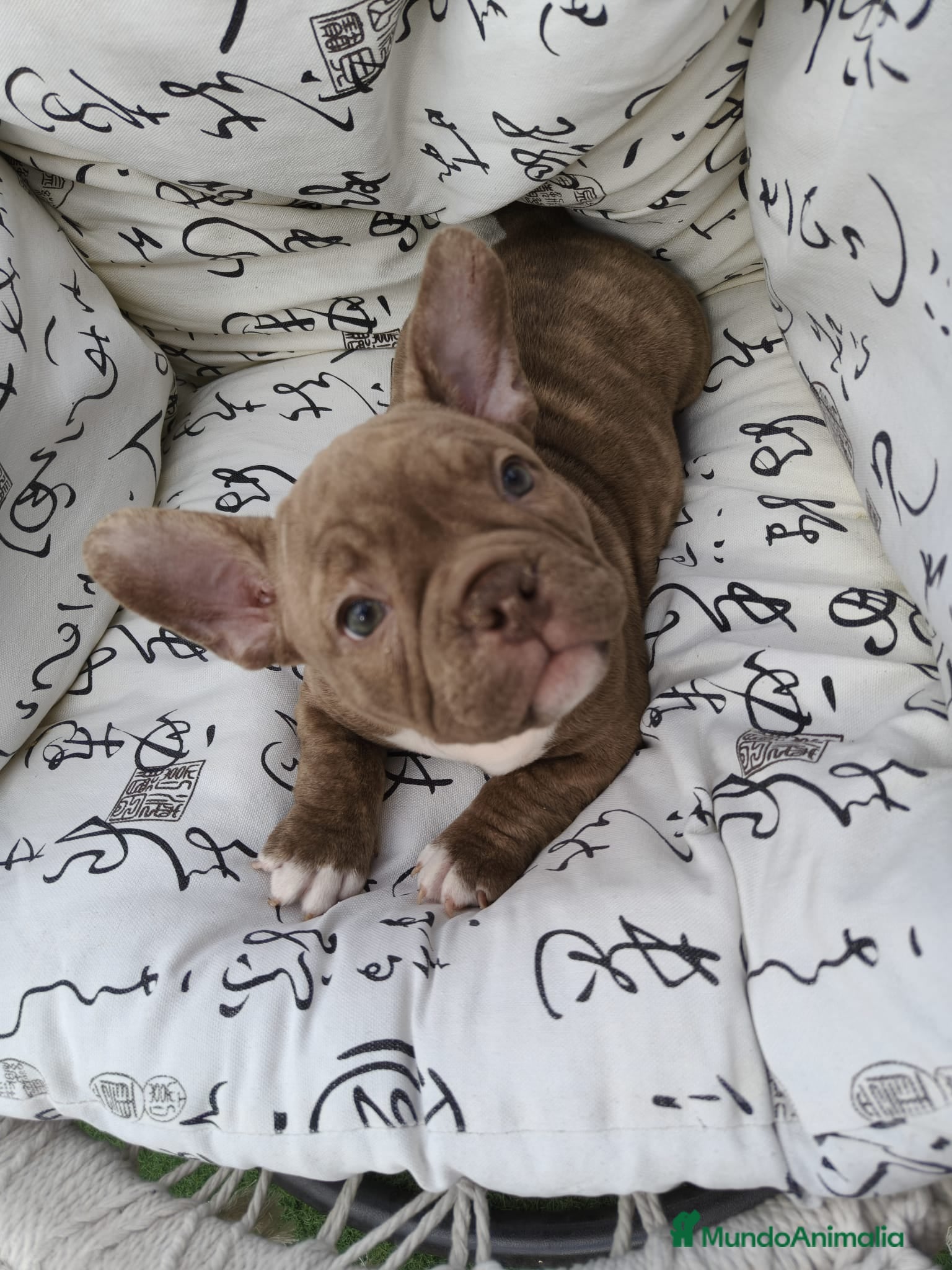 American Bully perros American Bully  - Anuncio 1