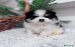 Pomerania perros en venta: POMERANIA HEMBRA - Imagen 11