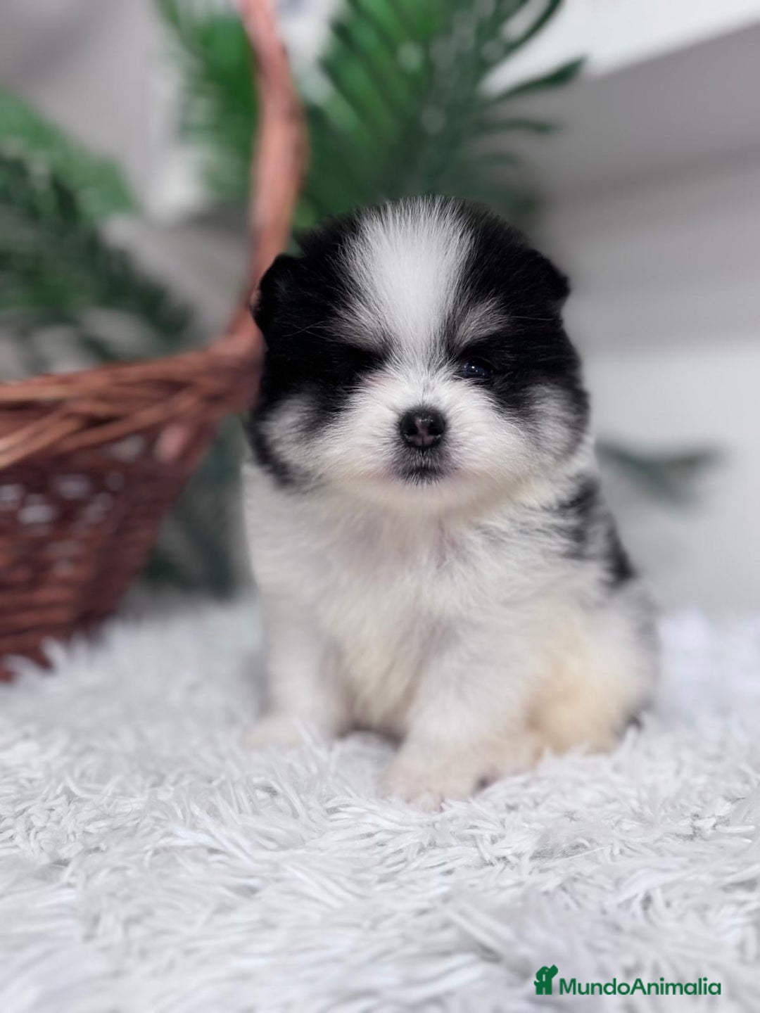 Pomerania perros en venta: POMERANIA HEMBRA - Imagen 11