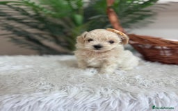 Maltipoo perros en venta: MALTIPOO HEMBRA - Imagen 4