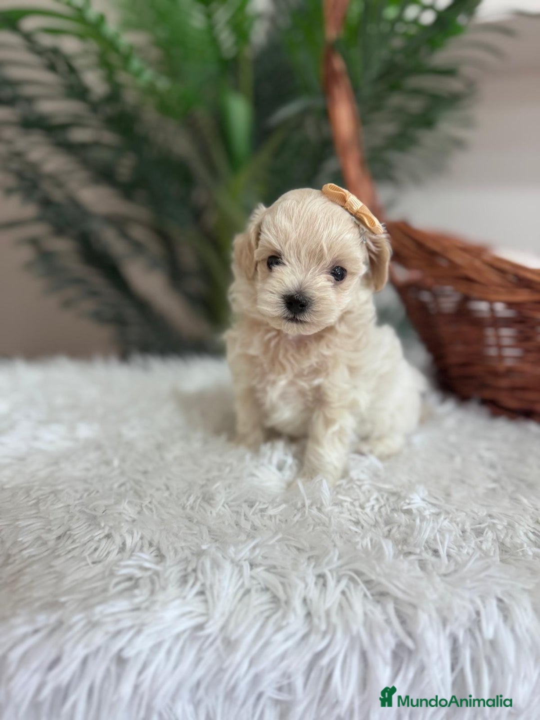 Maltipoo perros en venta: MALTIPOO HEMBRA - Imagen 4