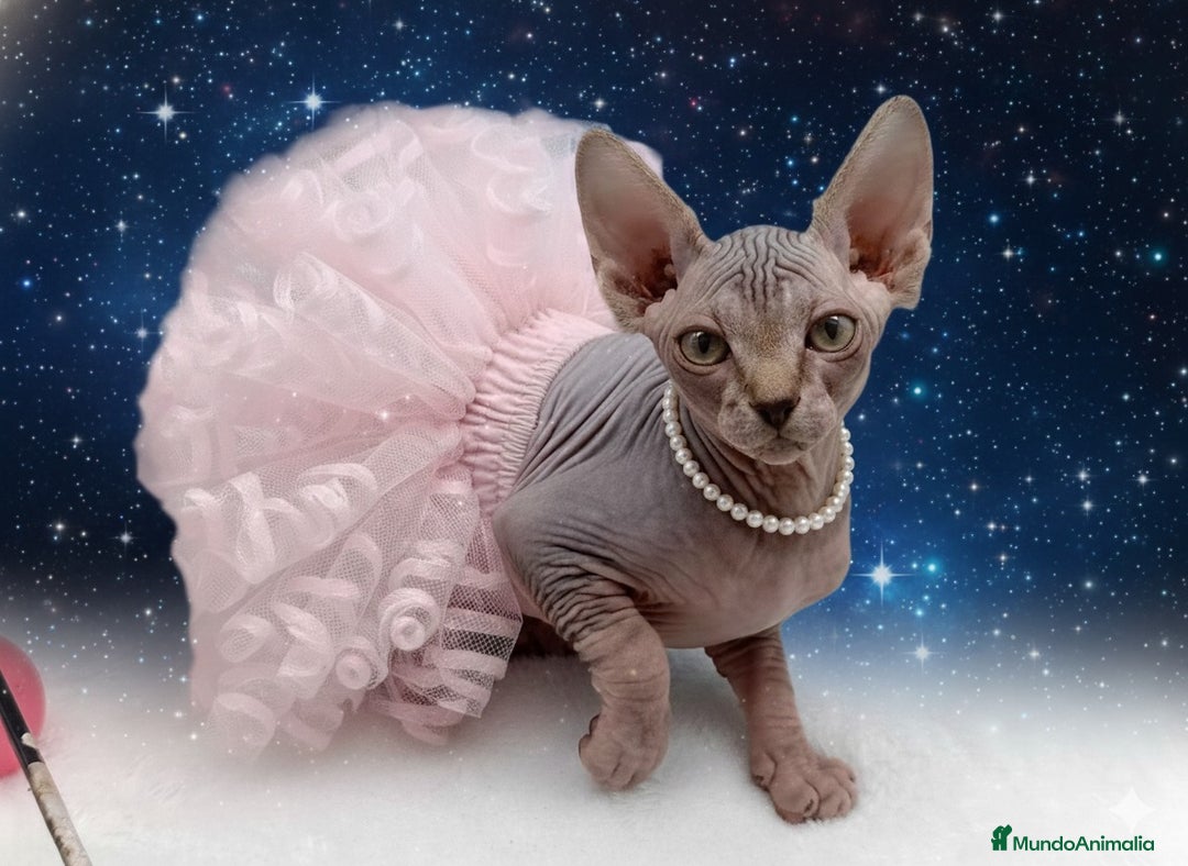Sphynx gatos en venta: Gatitos Egipcios  - Anuncio 7