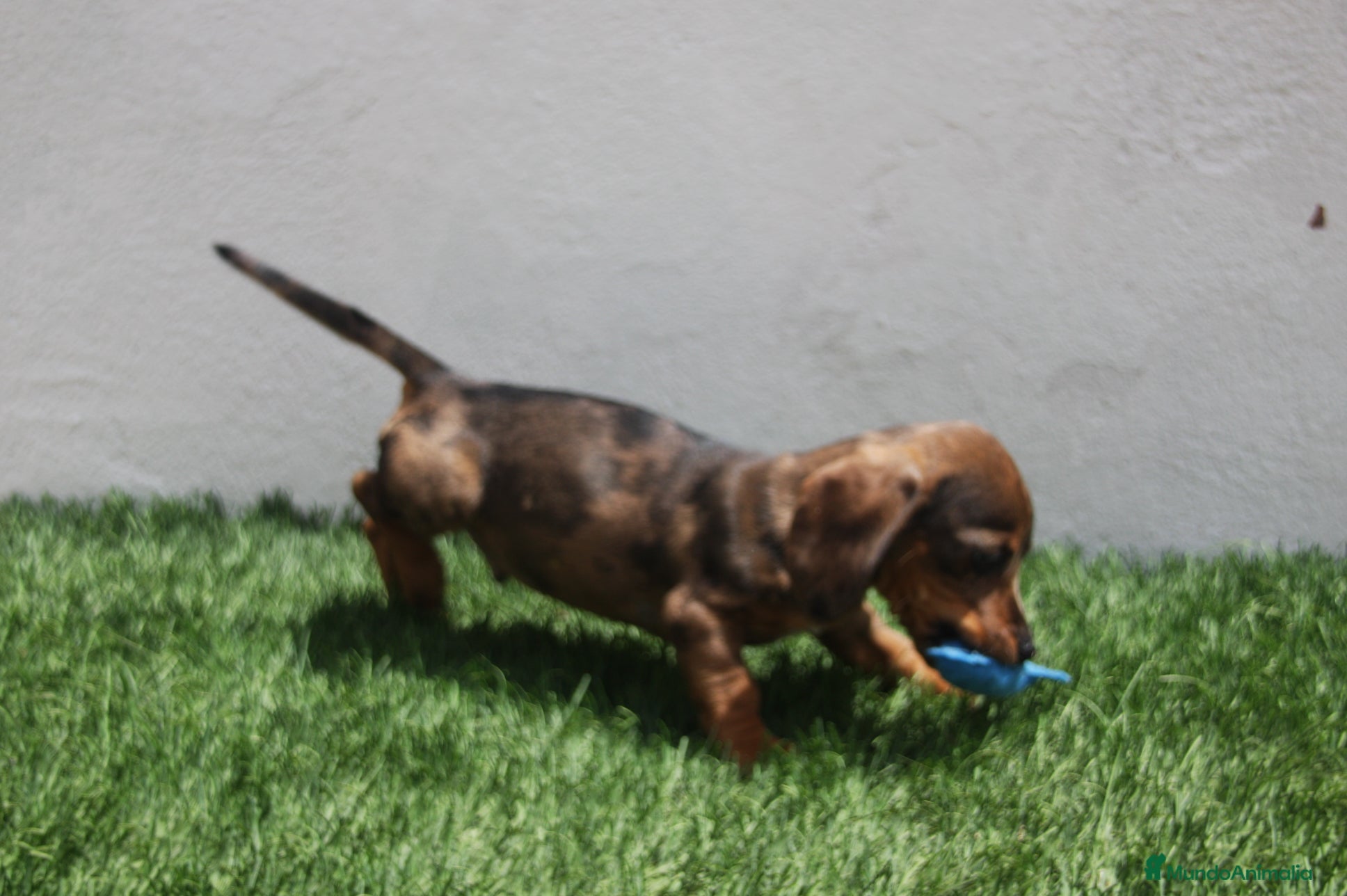 Teckel Miniatura perros Teckel Miniatura  - Anuncio 1