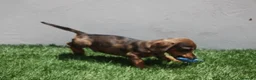 Teckel Miniatura perros en venta: Teckel Miniatura  - Anuncio 2
