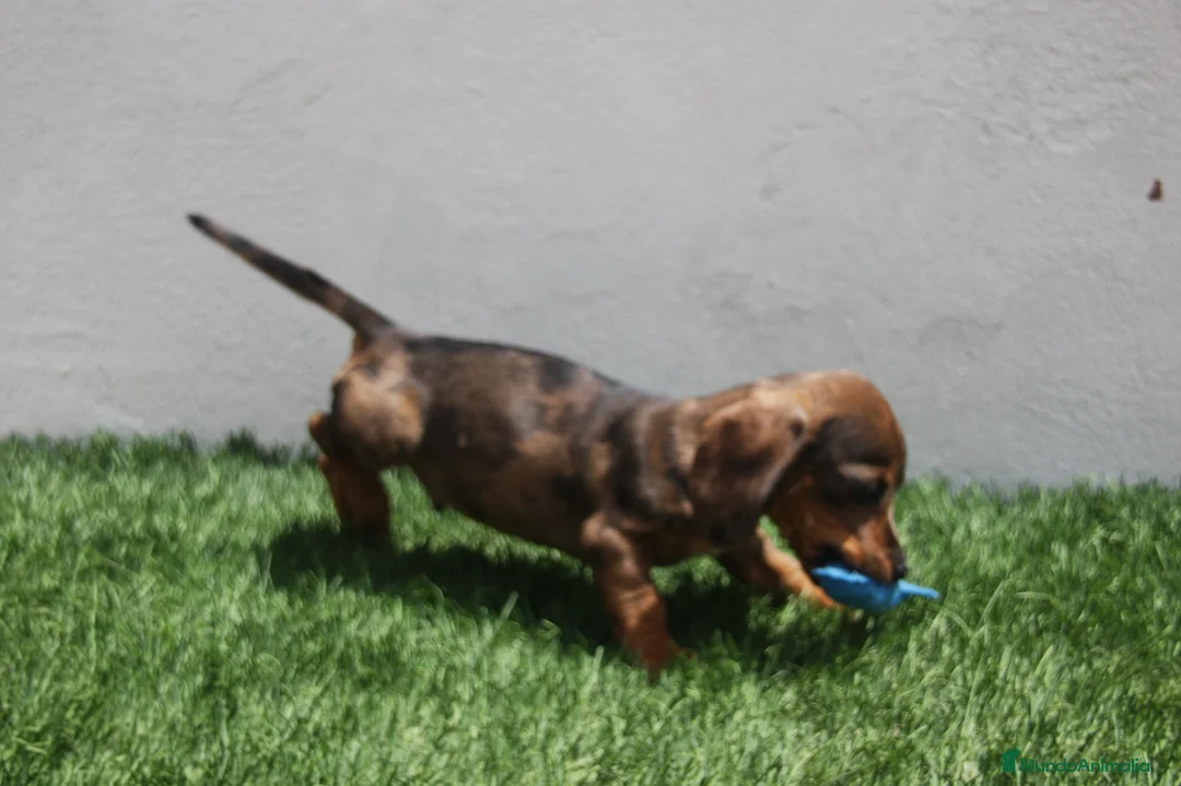 Teckel Miniatura perros en venta: Teckel Miniatura  - Anuncio 2