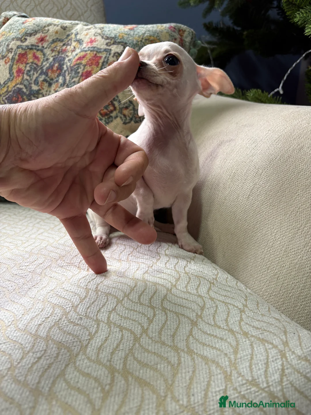 Chihuahua perros en venta: Chihuahua Toy macho blanco  - Anuncio 4
