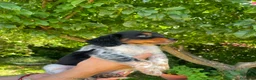 Épagneul Breton perros en venta: Spaniel Bretón  - Anuncio 4