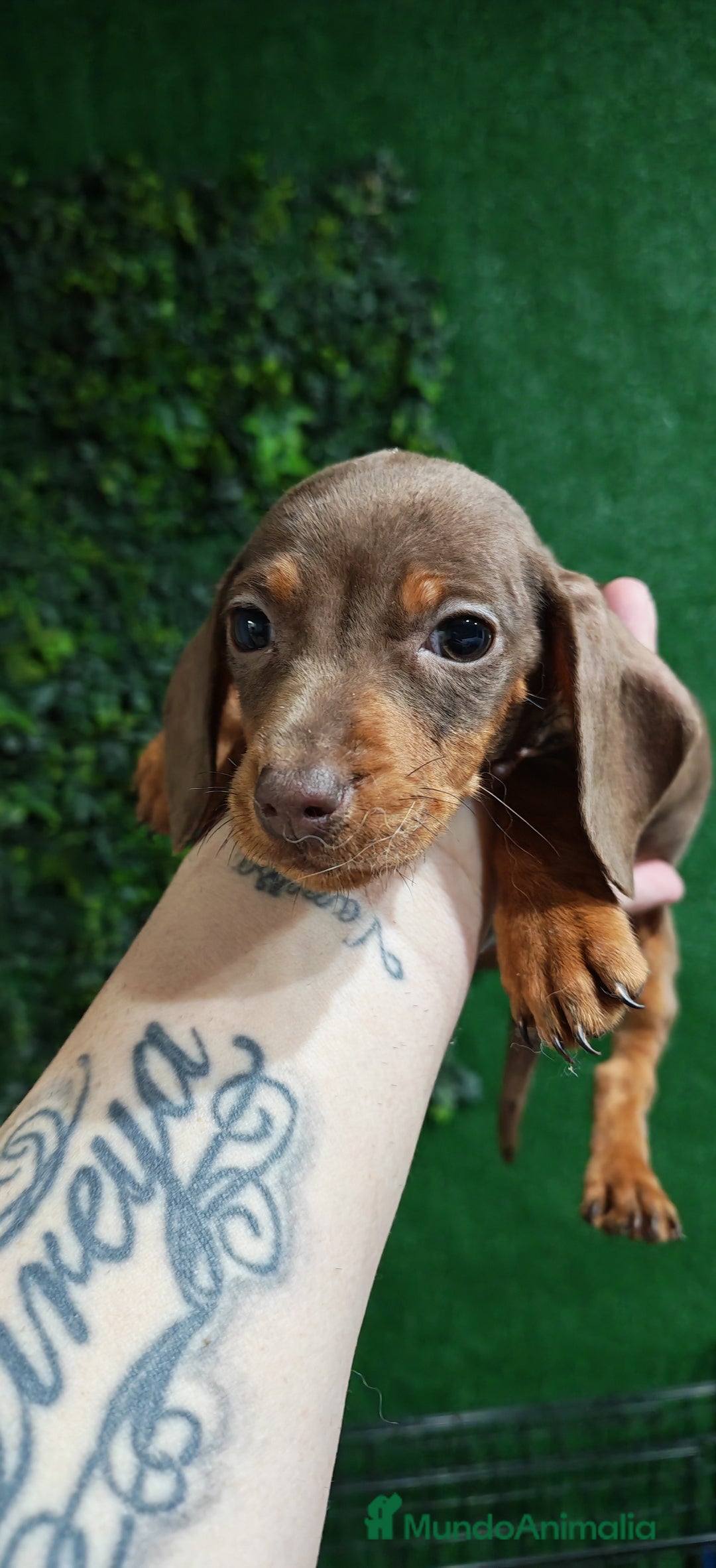 Teckel perros en venta: 🌟Tekel Arlequín y Negros fuego🌟 - Anuncio 1