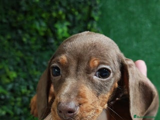 Teckel perros 🌟Tekel Arlequín y Negros fuego🌟 - Anuncio 1