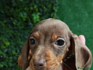 Teckel perros 🌟Tekel Arlequín y Negros fuego🌟 - Anuncio 4