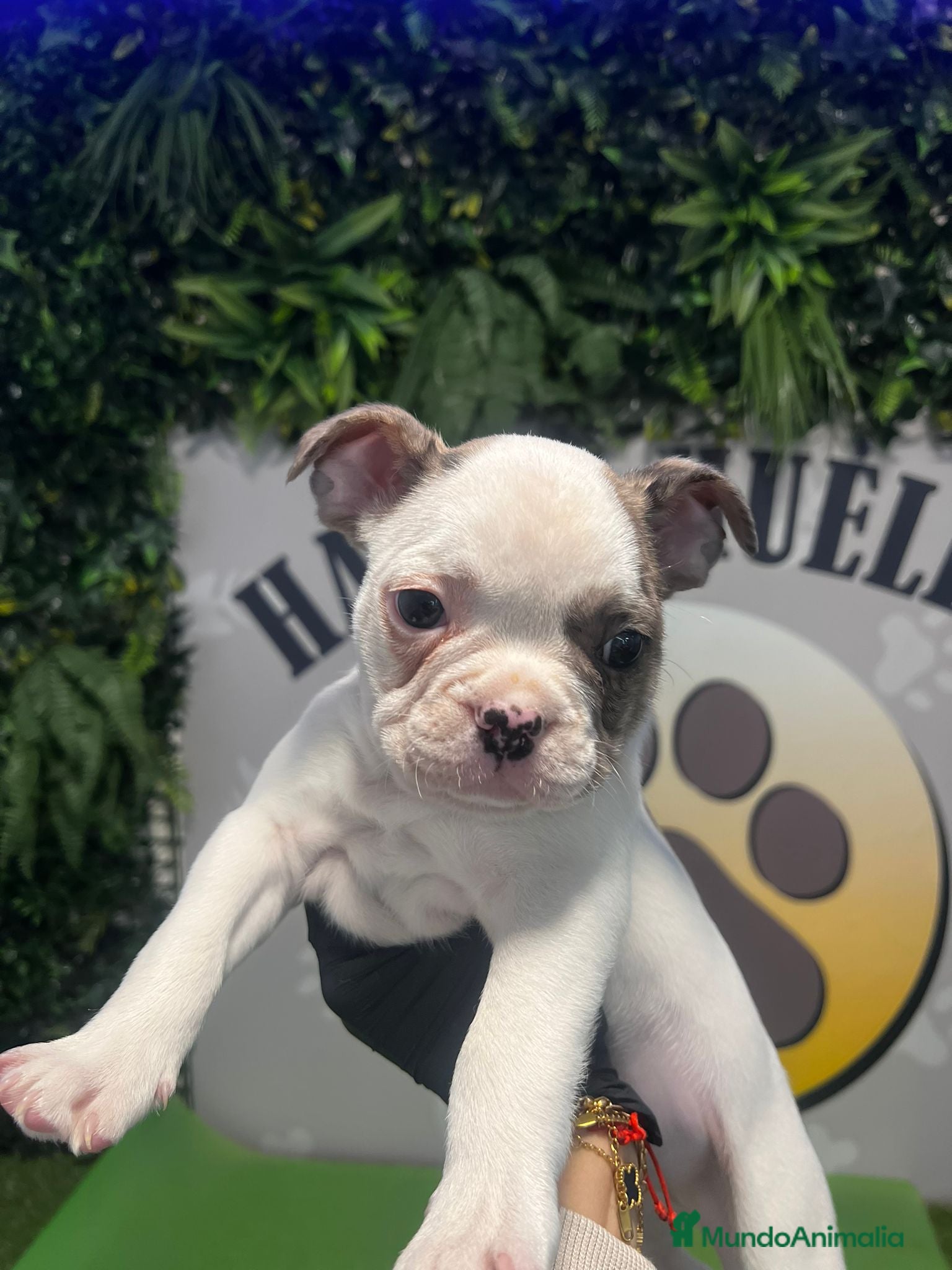 Bulldog Francés perros BEBE BULLDOG FRANCES 💚 - Anuncio 2