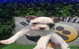 Bulldog Francés perros en venta: BEBE BULLDOG FRANCES 💚 - Imagen 2