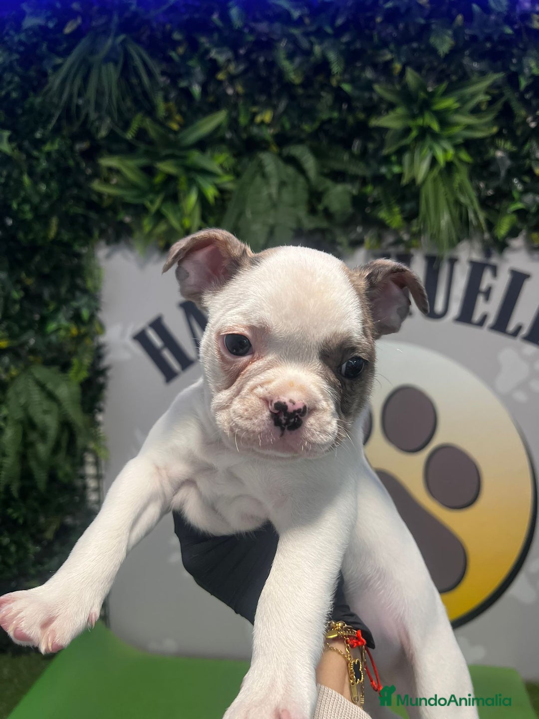 Bulldog Francés perros en venta: BEBE BULLDOG FRANCES 💚 - Imagen 2