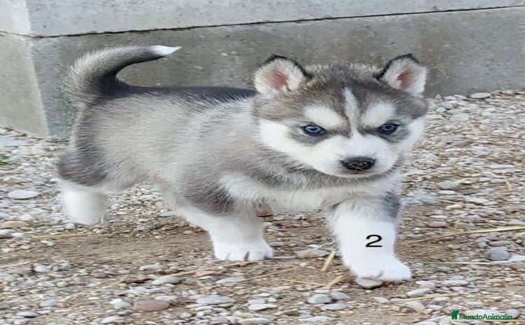 Husky Siberiano perros - Anuncio 1