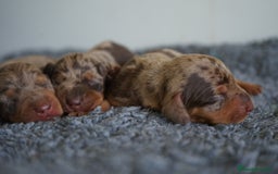 Teckel Miniatura perros en venta: 🐾 Kodat, Byron y Curry – Teckel miniatura 🐾 - Imagen 6
