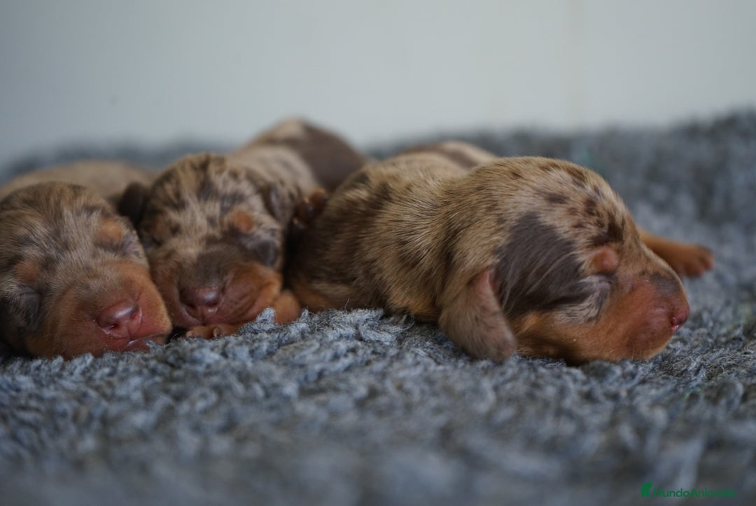 Teckel Miniatura perros en venta: 🐾 Kodat, Byron y Curry – Teckel miniatura 🐾 - Imagen 6