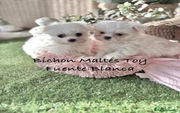 Bichón Maltés perros en venta: Bichon maltés Toy líneas Americana/coreana. - Imagen 3
