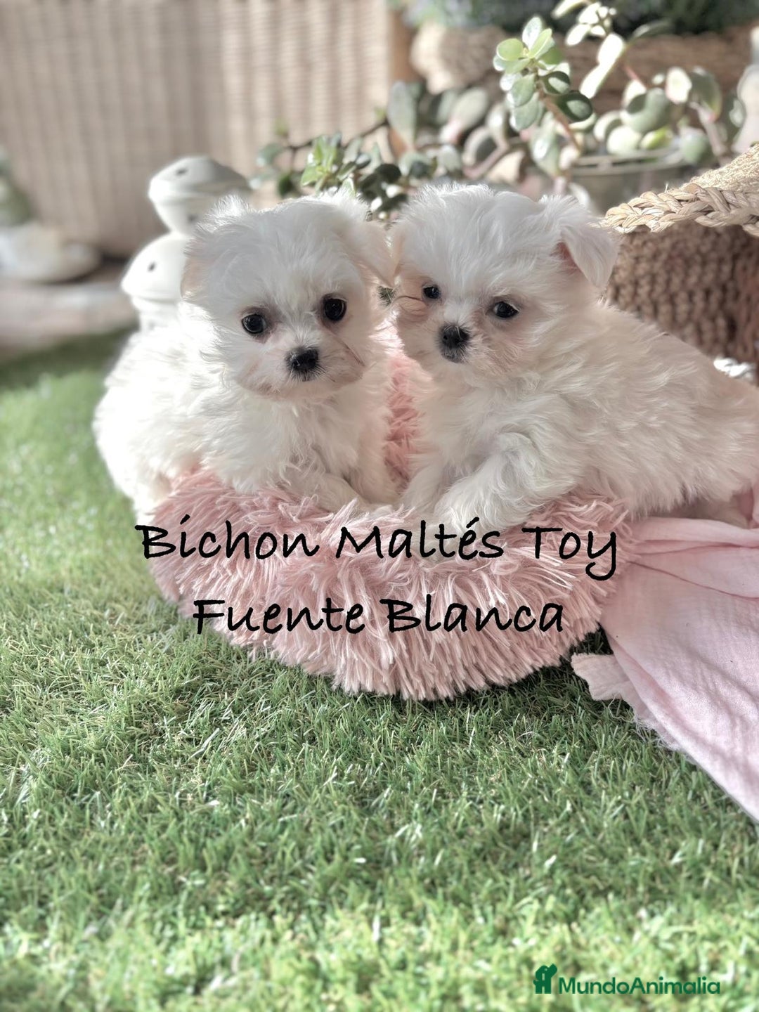 Bichón Maltés perros en venta: Bichon maltés Toy líneas Americana/coreana. - Imagen 3