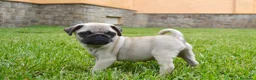 Carlino - Pug perros en venta: CARLINO - Anuncio 4