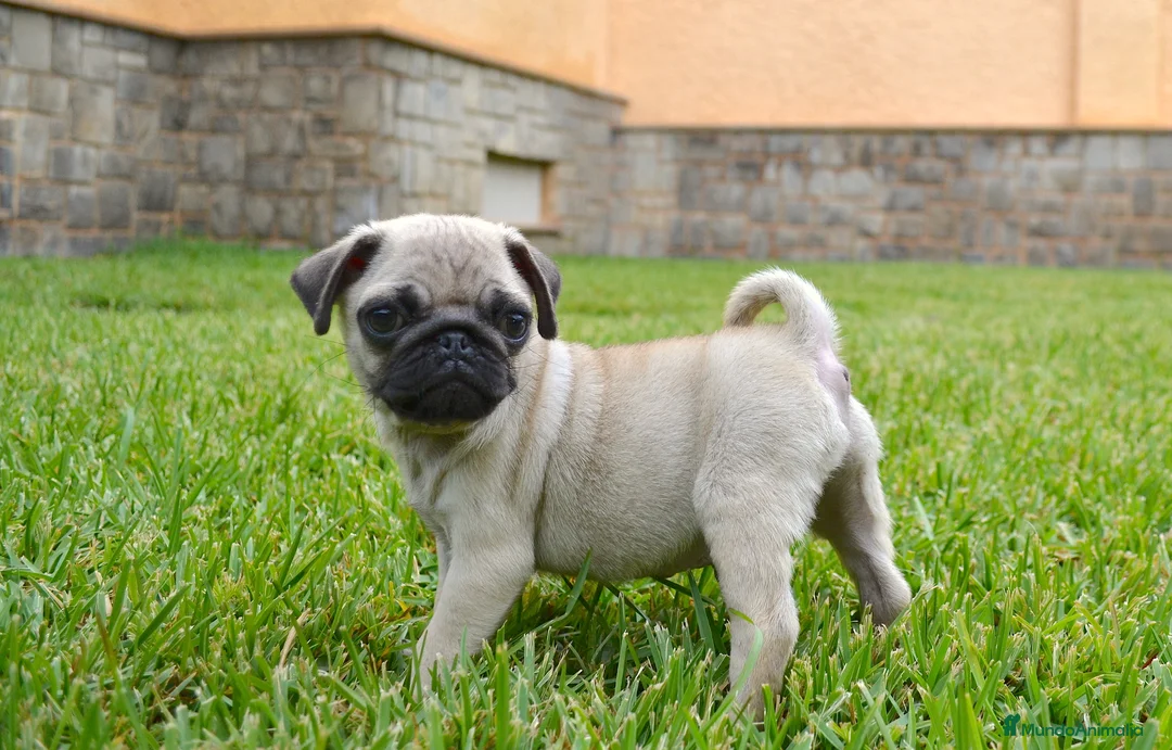 Carlino - Pug perros en venta: CARLINO - Anuncio 4