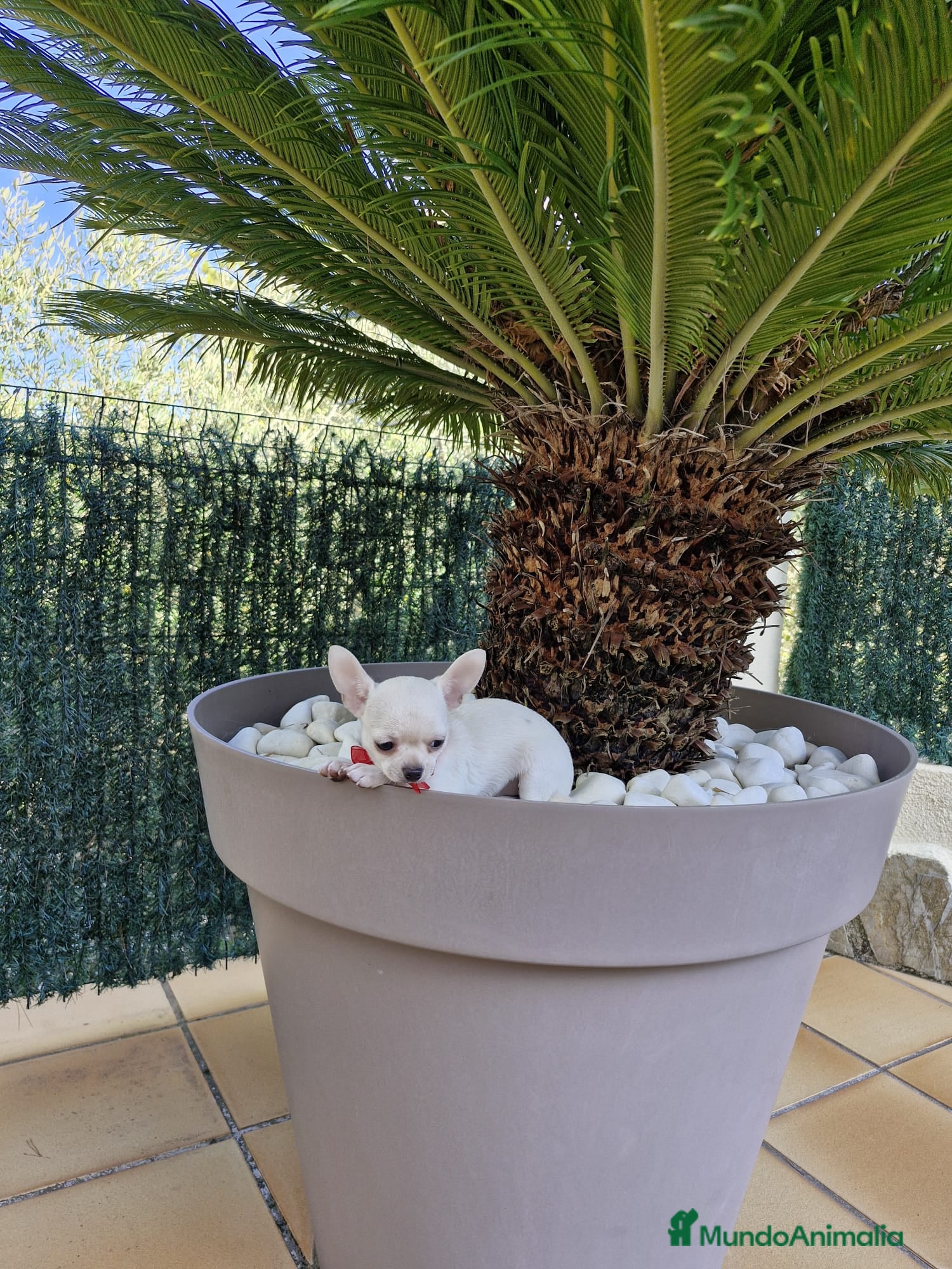 Chihuahua perros Chihuahuas excelentes  en Barcelona - Anuncio 2