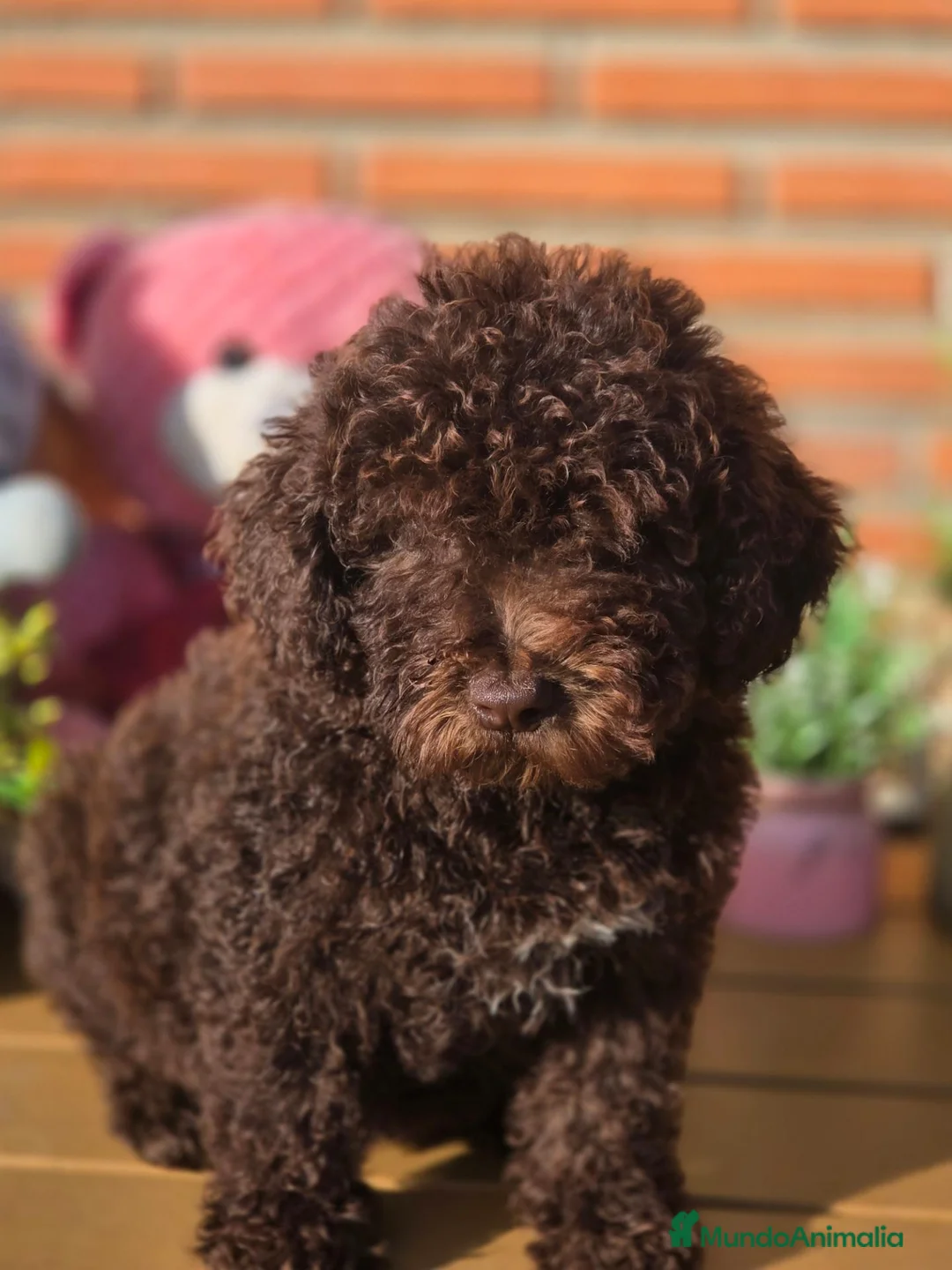 Perro de Agua Español perros en venta: Perro de aguas - Anuncio 1
