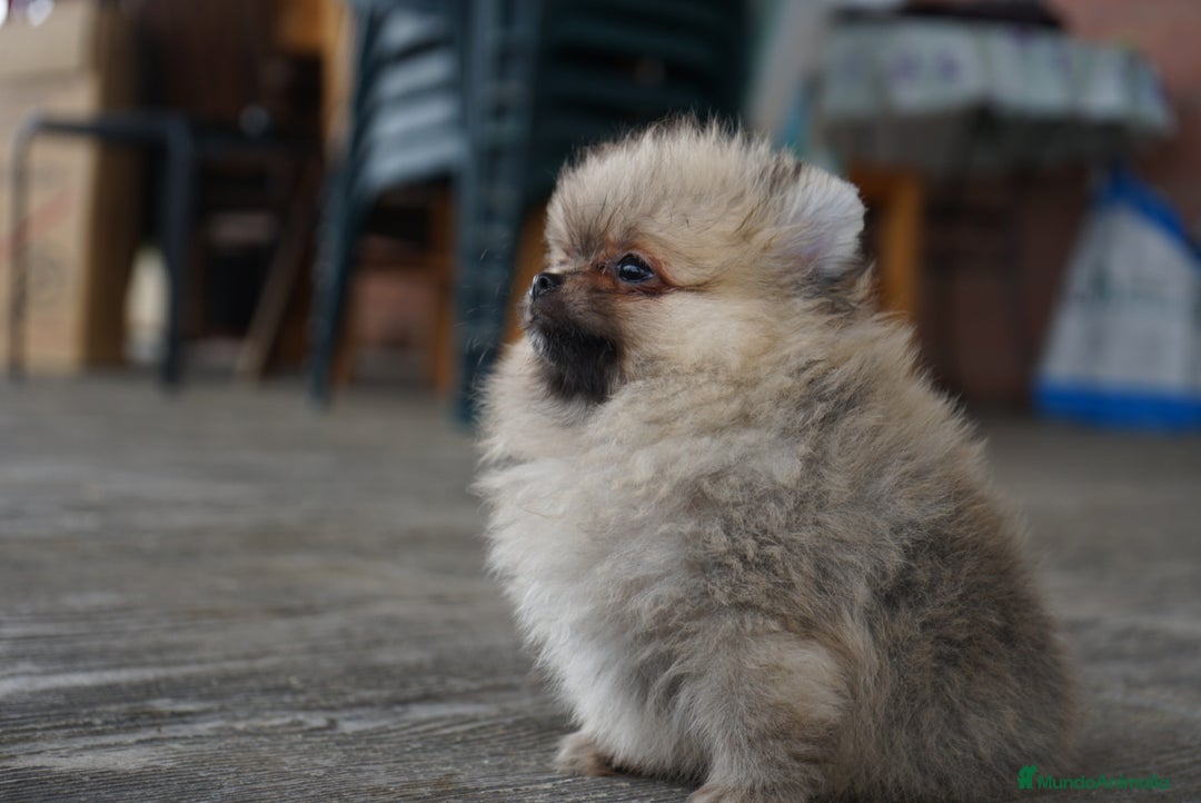 Pomerania perros en venta: 🐾 Strike – Pomerania macho marrón 🐾 - Imagen 5