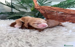 Cocker Spaniel Inglés perros en venta: COCKER SPANIEL INGLÉS HEMBRA - Imagen 10