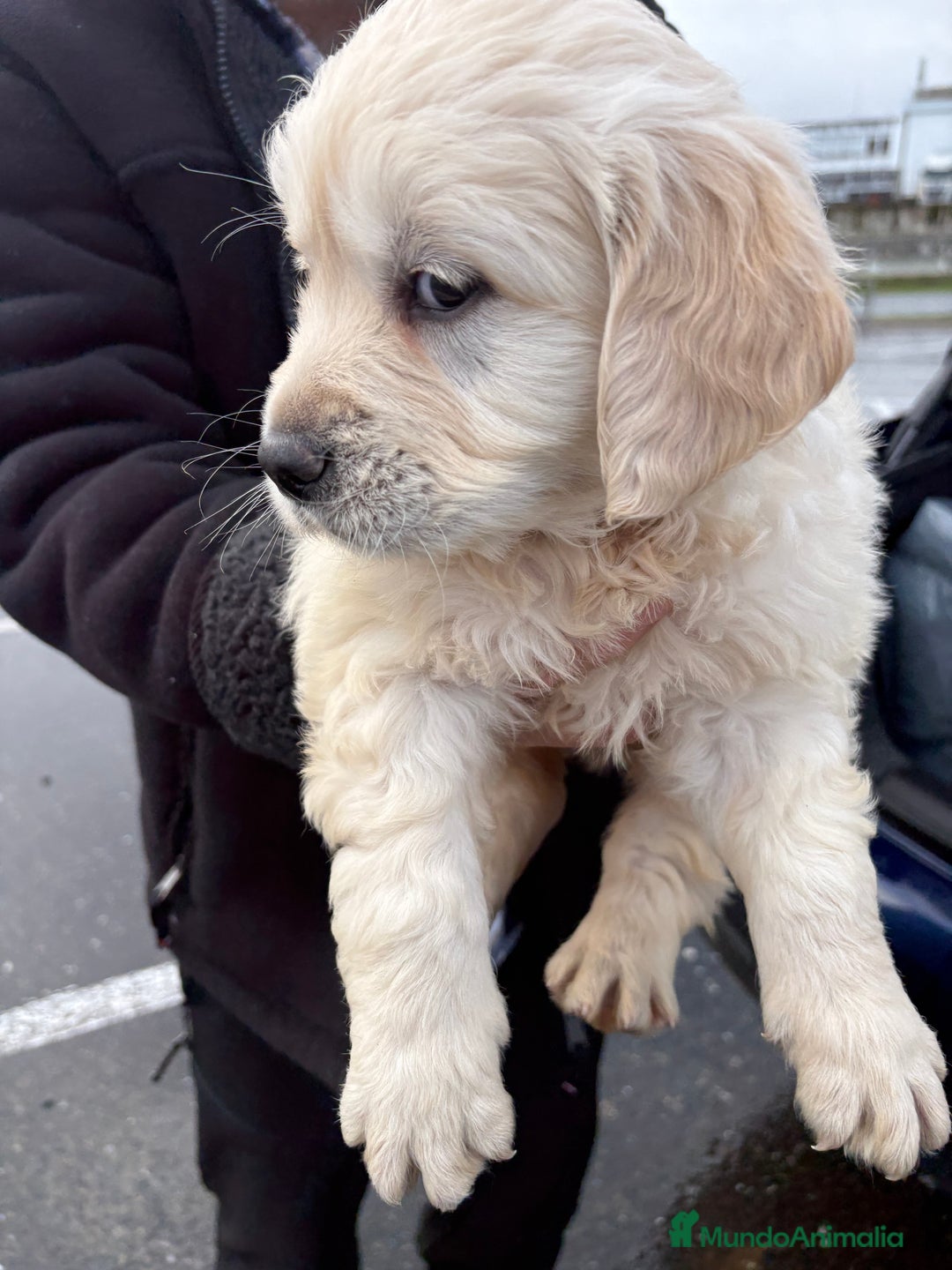 Golden Retriever perros en venta: Golden Retriever un lujo de cachorro - Anuncio 7