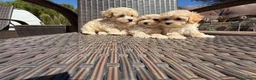 Maltipoo perros en venta: Maltipoo disponibles machos !!! - Anuncio 3
