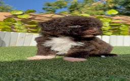 Perro de Agua Español perros en venta: PERRO DE AGUA ESPAÑOL HEMBRA - Imagen 1