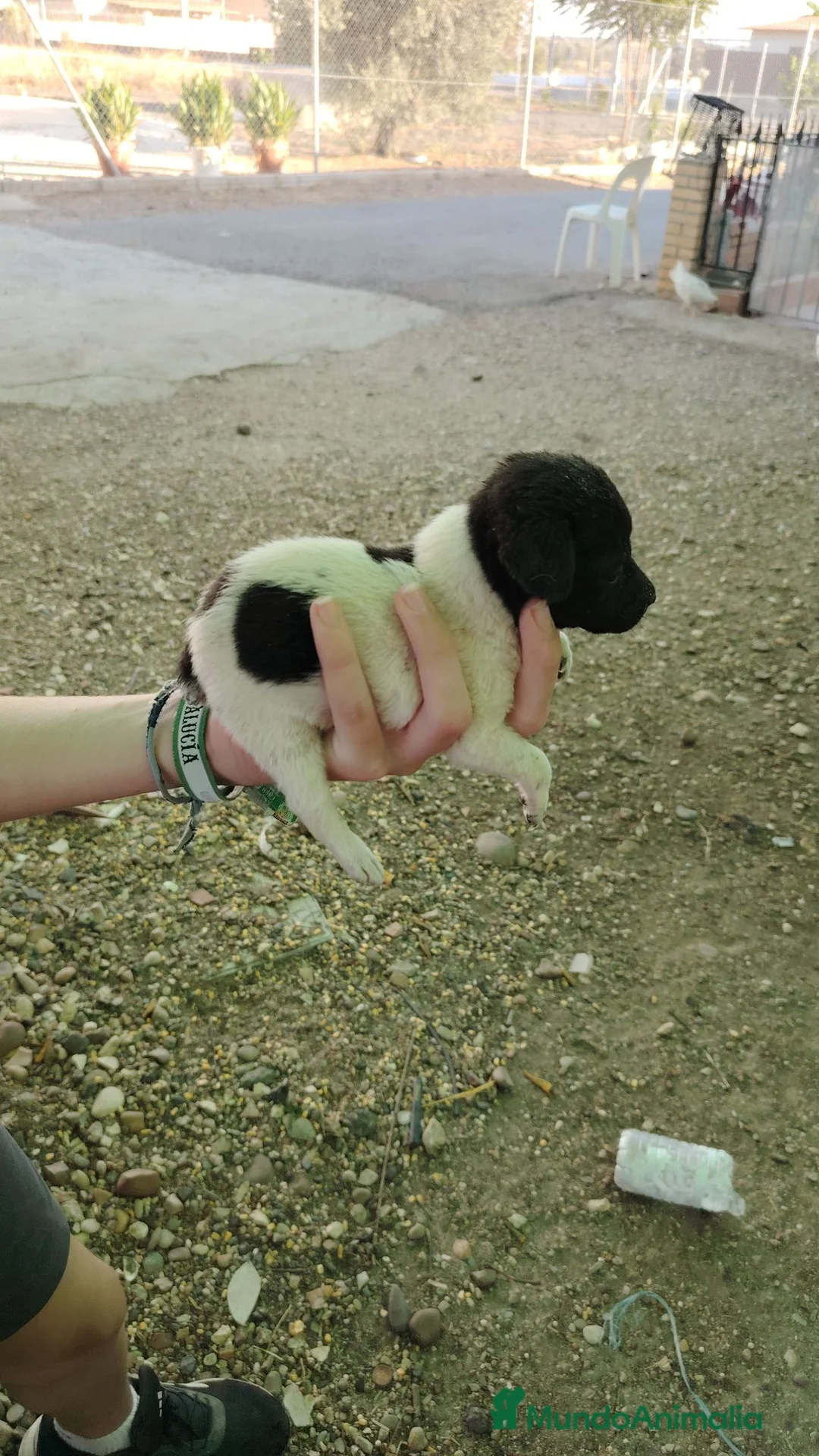 Raza Mixta perros en adopcion: Se dan en adopción mix de Yorkshire con chihuahua - Anuncio 1
