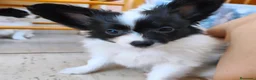 Papillon perros en venta: Hembras de papillon en Alicante - Anuncio 7