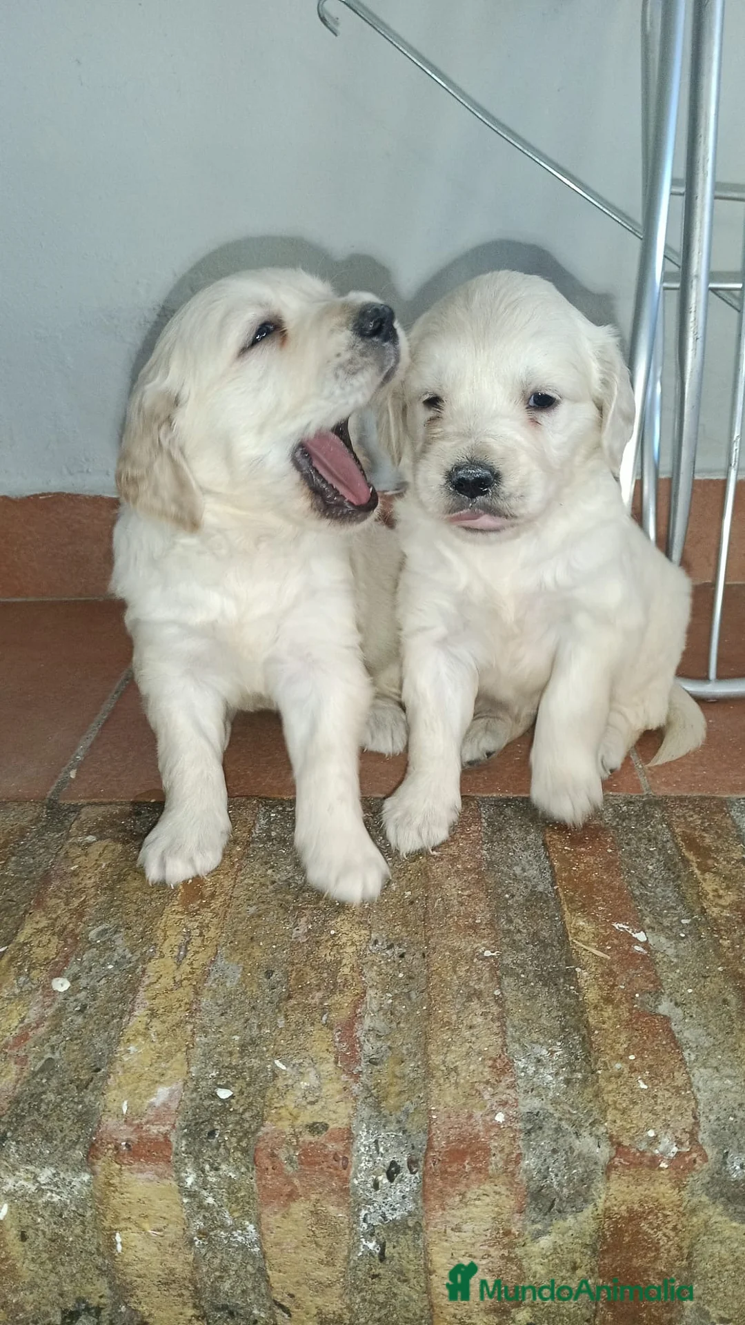 Golden Retriever perros en venta: Preciosos golden retriever listos para entregar en Málaga - Anuncio 4