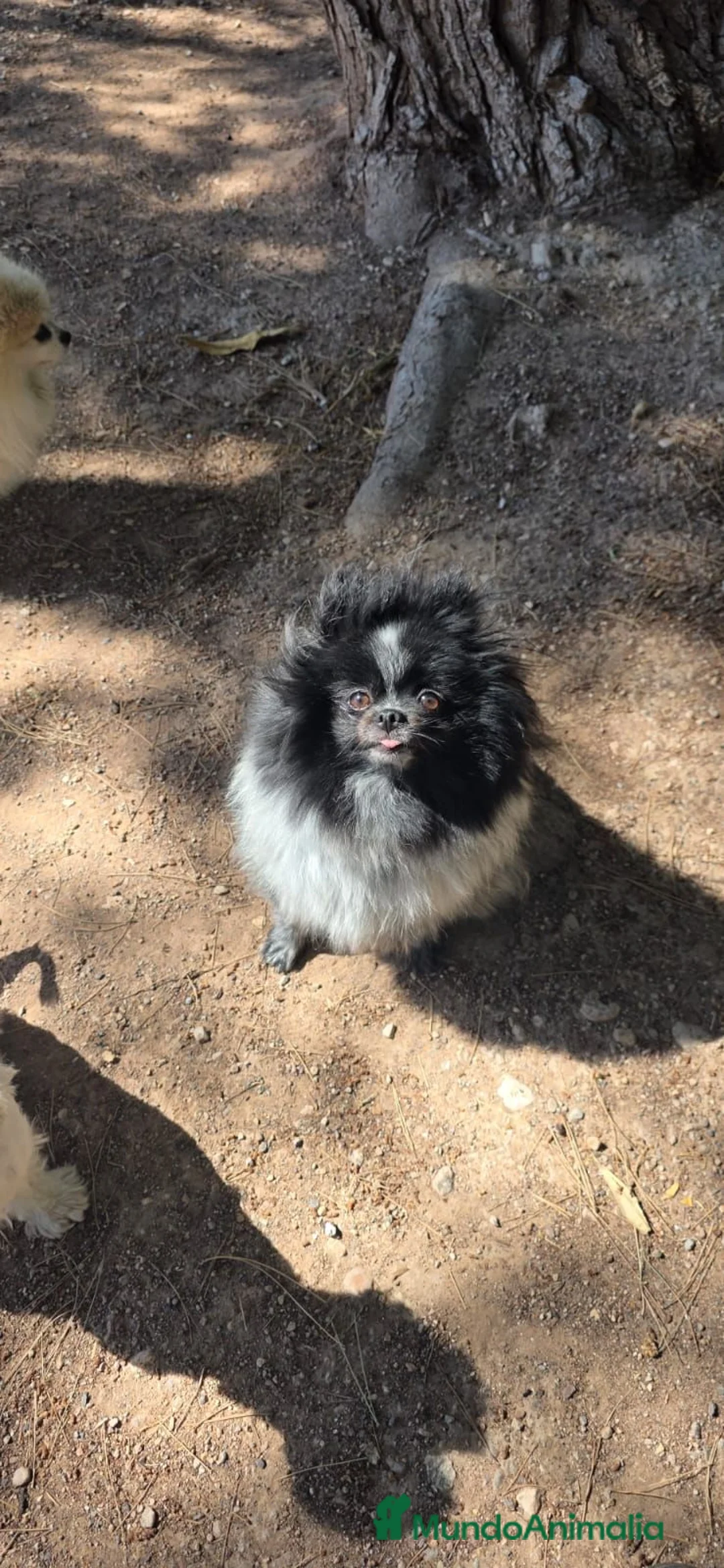 Pomerania perros en venta: Excelentes pomeranias línea de campeones - Anuncio 3