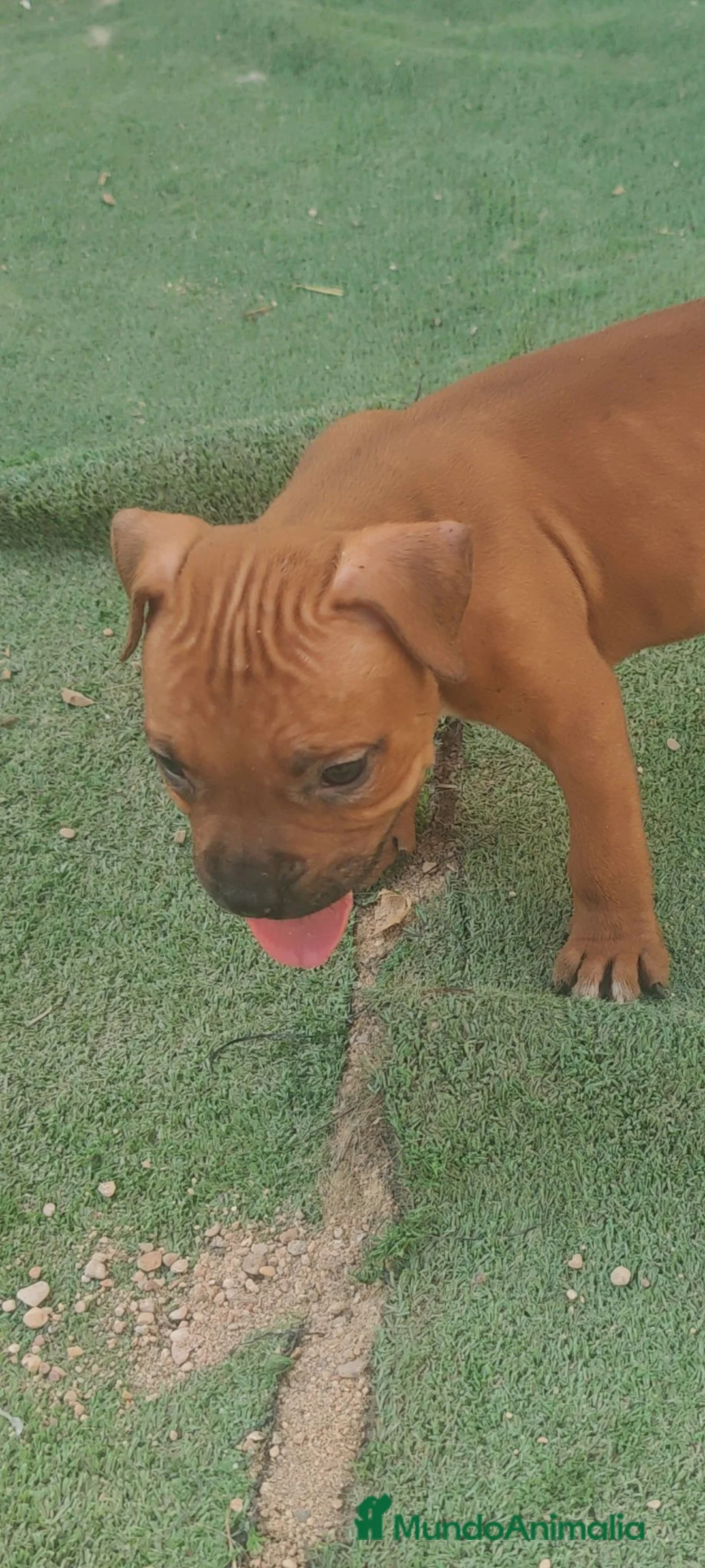 American Bully perros en venta: American bully - Anuncio 2