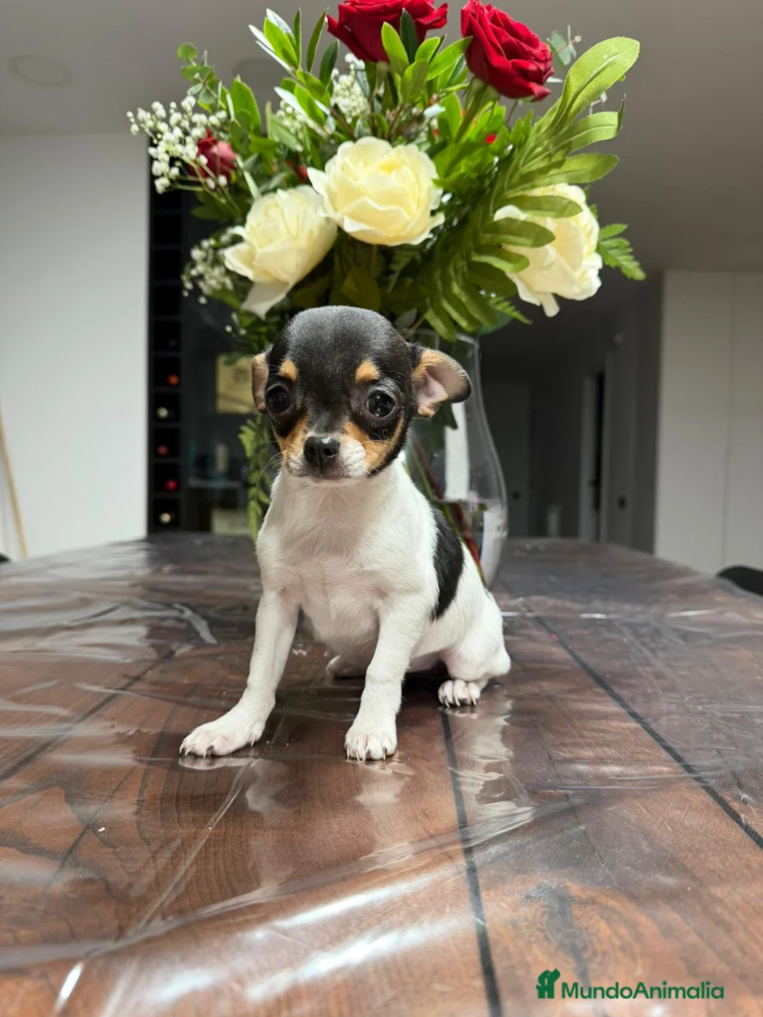 Chihuahua perros en venta: Chihuahua hembra Toy  - Anuncio 2