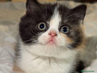 Británico de Pelo Corto gatos Cachorro British shorthair - Anuncio 2