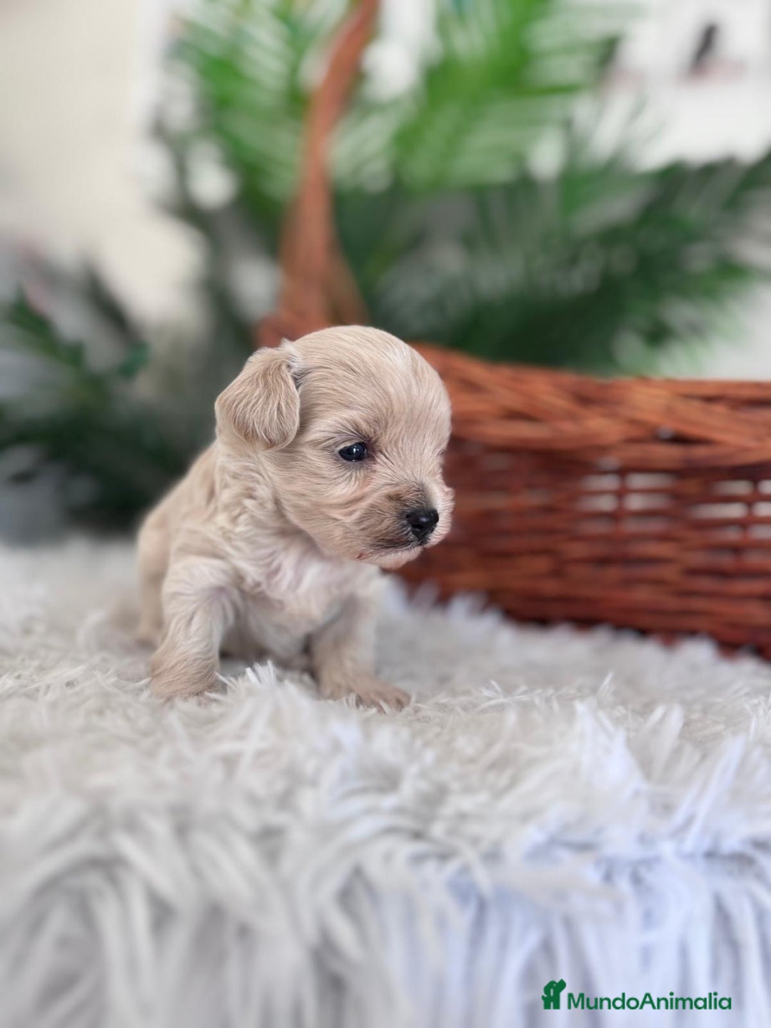 Maltipoo perros en venta: MALTIPOO MACHO - Imagen 2