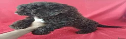 Perro de Agua Español perros en venta: Perro de Agua Español  - Anuncio 2